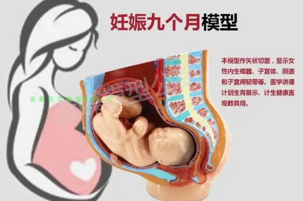 Fetal model of female gynecology with pelvic attachment to full term fetal pregnancy development of nine months fetal uterine re