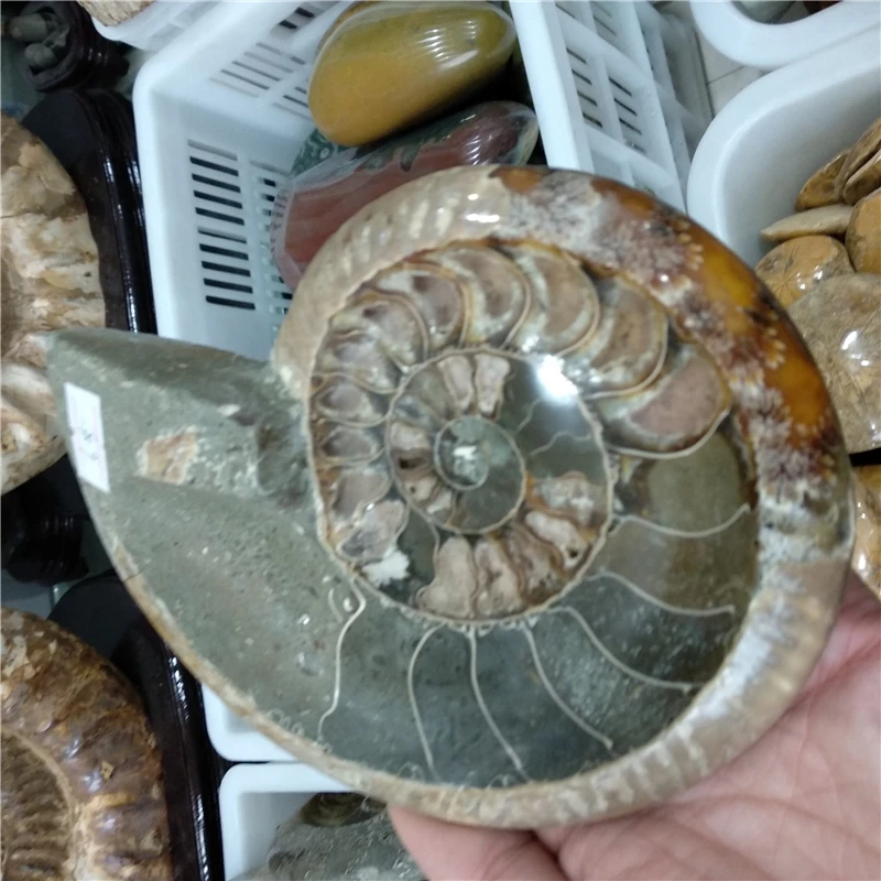 huge natural beautiful ammonite shell Fossil ashtray Madagascar whole fossil mineral specimen smoking hold | Дом и сад