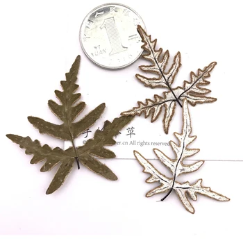 

Silver Fern back specimens DIY handmade material dried flower For Photo Framed Decoration 80pcs press flower Free shipment
