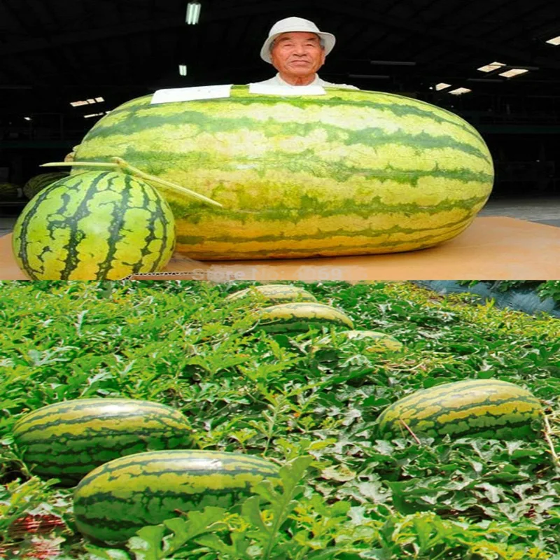 

Hot Sale 20pcs Watermelon bonsai Very Easy Grow Succulent Plants In Happy Farm Summer Delicious Fruit Free Shipping