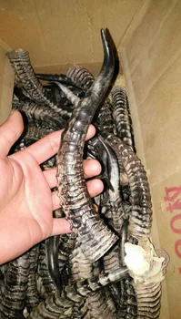 

The three generation of natural wild herbs raw goat horn horn of Montenegro