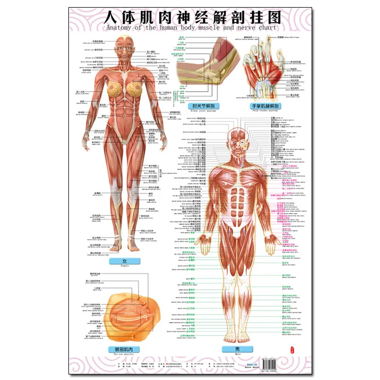 Anatomy Of The Human Body Muscle And Nerve Charts 3pcs Front Side Back English And Chinese Female Male Bilingual Posters Aliexpress