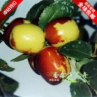 Jujube Seedlings Large Zhanhua Jujube Trees Grafted When The Results Of The North And South Potted Special Offer Free Shipping Tree Bush Jujube Healthtree Open Aliexpress
