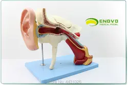ENOVO человека медицинской ухо анатомическая модель Внутреннее ухо внутренней ухо барабанную перепонку, височной кости ухо, нос и горло