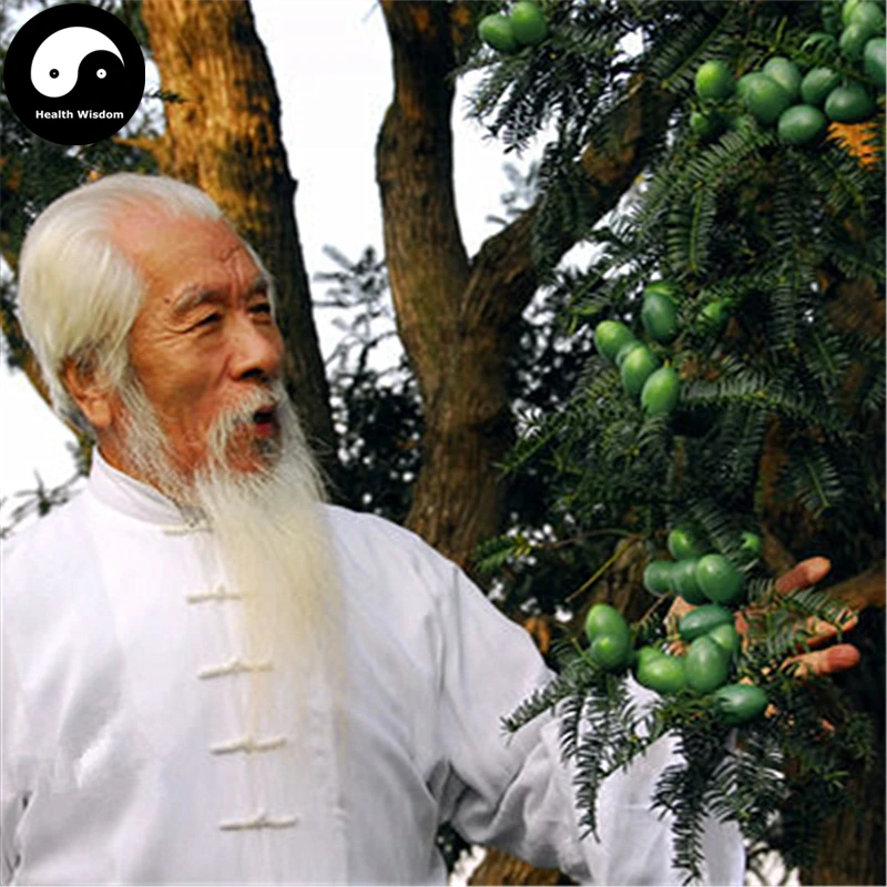 Купить Torreya Grandis Merrillii Tree Semente 6 шт. завод Taxaceae Nut Tree Xiang Fei