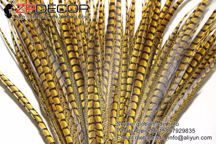lady amherst pheasant feathers (49)