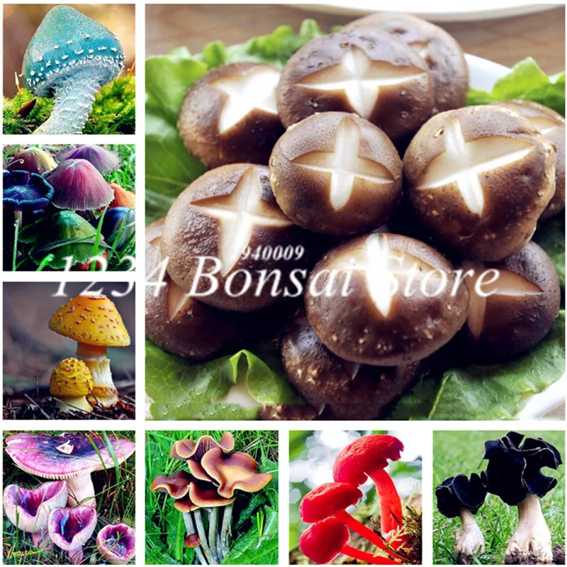 

Big sales! 100 Pcs/bag Special Mushroom bonsai Funny Succulent Plant Ornamental Vegetable Plants Mushroom plant For Happy Farm