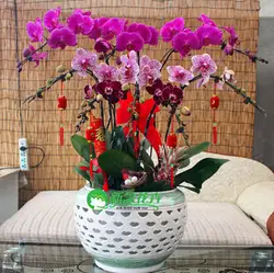 2016 орхидеи фаленопсис, Бесплатная фаленопсис Крытый посадки цветов 50 бонсай для дома сад Бесплатная доставка