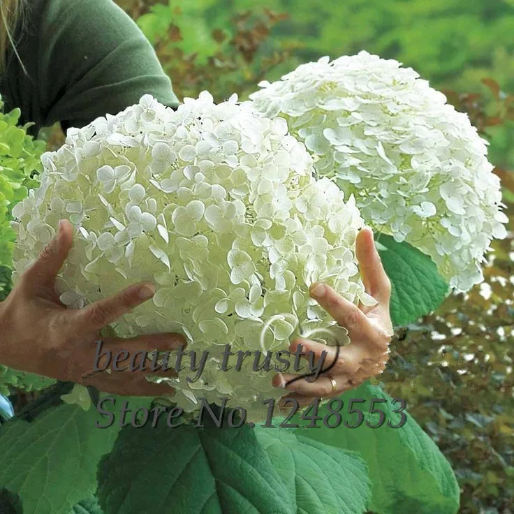 Promotion!!! 100 pcs / bag White Hydrangea Flower seeds,Pure color ,lasting,gorgeous balcony or yard flower plant