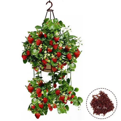 Buy 200 Planting Hanging Strawberry Seeds semenatsvety