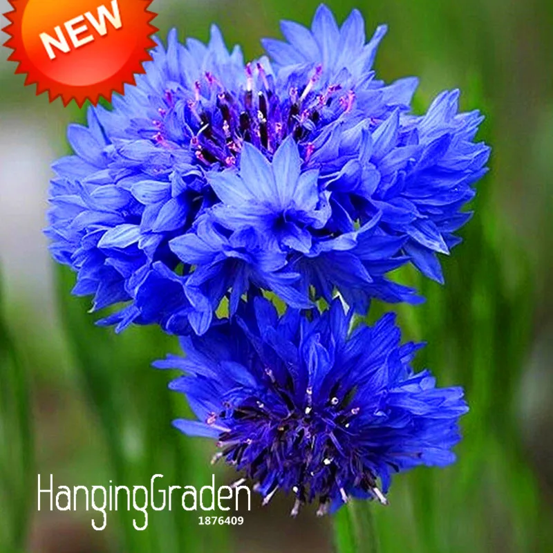 

New 2018!Blue Cornflower Centaurea Cyanus flores Balcony Patio Garden Flowers Potted Bonsai Plant plantas 100 plante/lot,#VZI7ZF