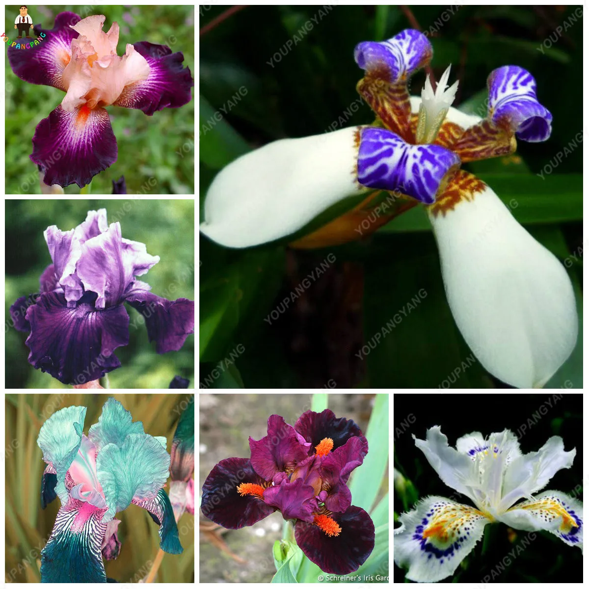

100 Pcs Mixed Light Iris Flower Perennia Flower Bonsai Bearded Iris Nature Easy Grow Plants Orchid Flower Diy For Garden