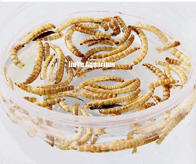 Черепаха Рыба еда mealworm сухой cichild цветочный Рог arowana еда аквариумная кормушка для рыб поплавок на воде