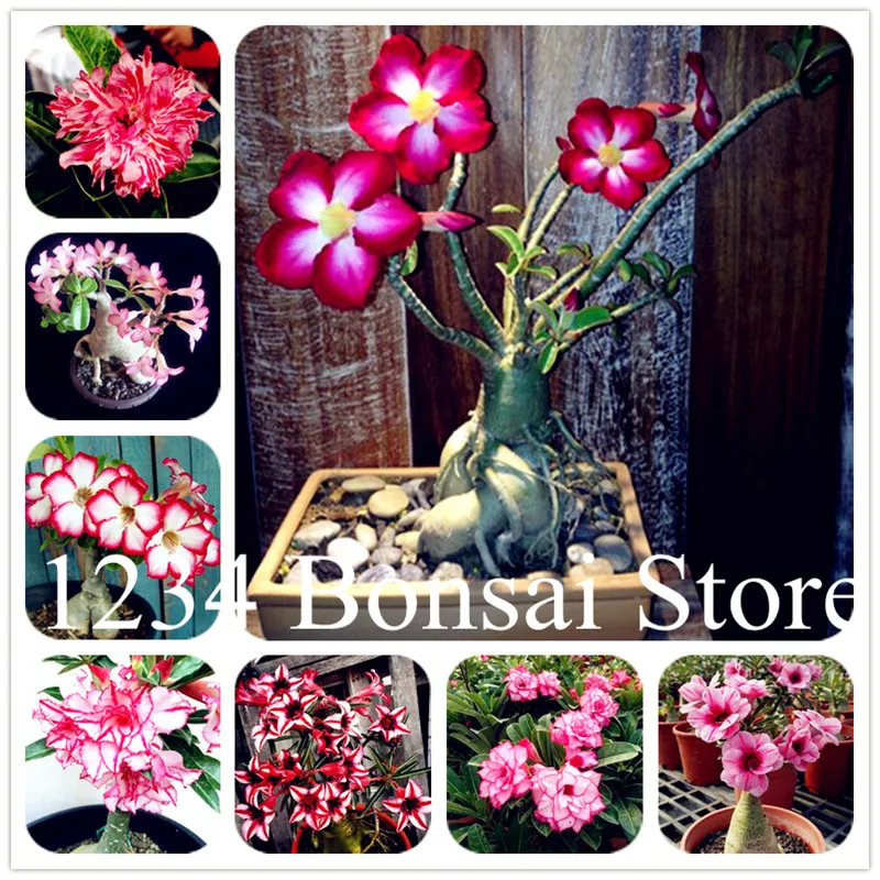 

Sale! 1 Pcs Desert Rose Bonsai Potted Flowers Bonsai Adenium Obesum Indoor Bonsai Plant Mini Potted Tree For Home Garden Plant