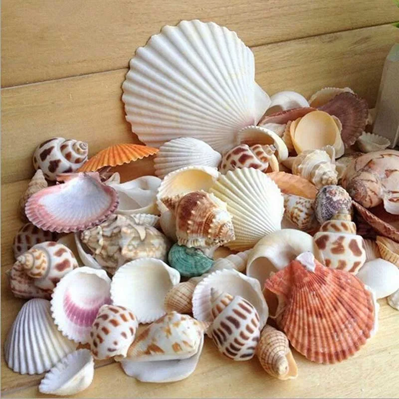 100g DIY Mixed Beach Nautical Shells Aquarium Fish Tank  Decoration Bulk Seashell