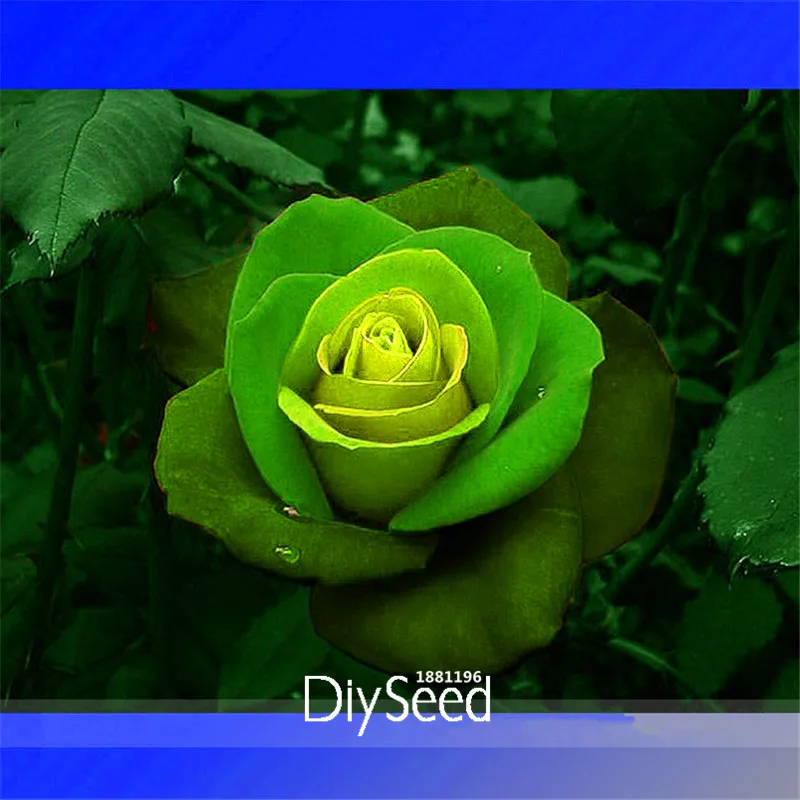 Hot Sale!Rare Dark Green Light Green Rose Plant Flower Seeds, 50 Seeds