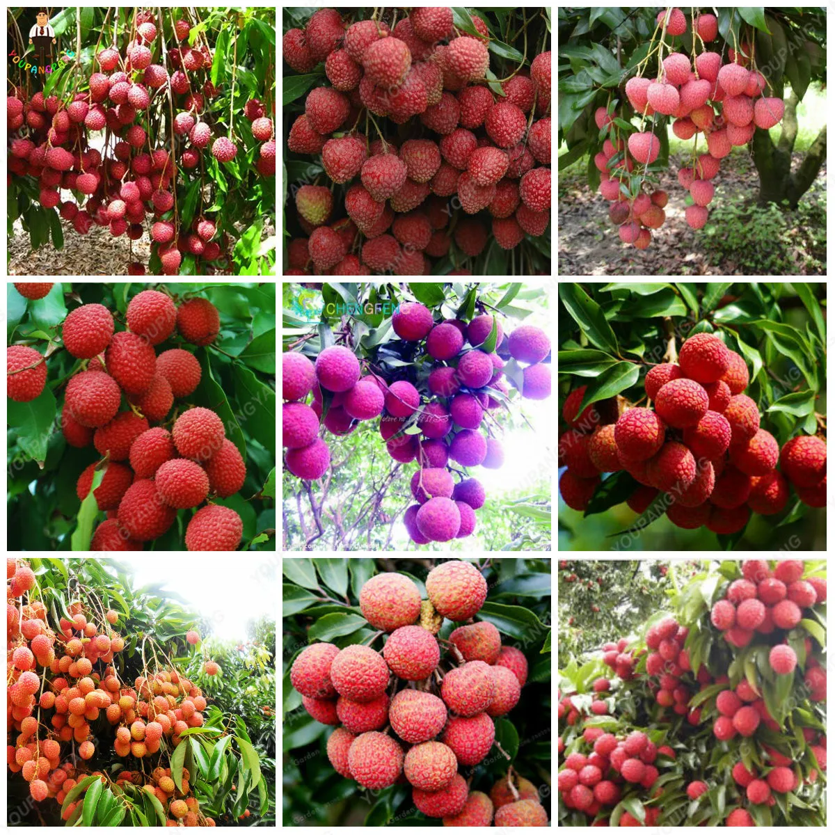 10pcs Lychee Bonsai Outdoor Fruit Tree Succulent Plants Diy Home Garden