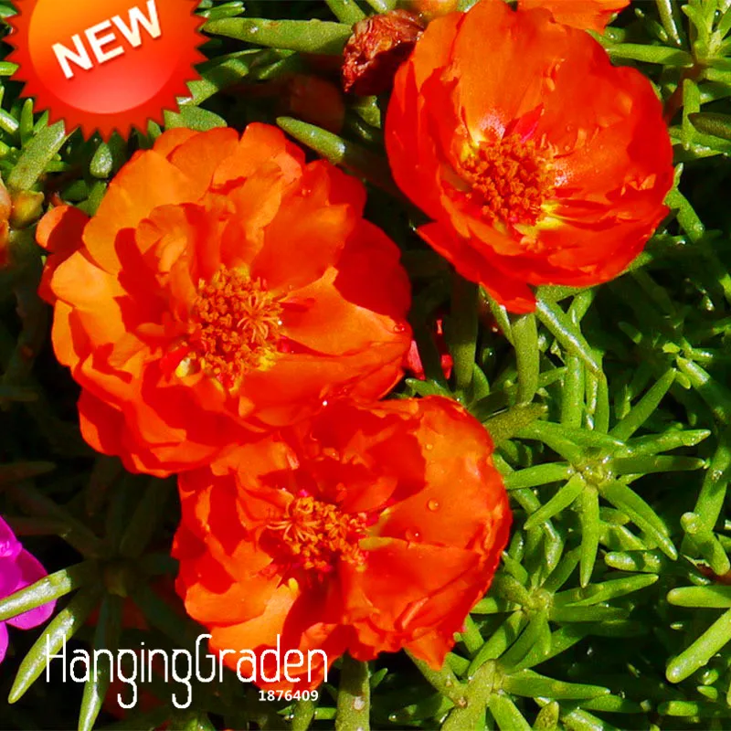 024 51 De Réductionoffre Spéciale 200 Jardinpaquet Rouge Beaucoup De Pétale Portulaca Flores Balcon Plantes En Pot Fleur Purslane Bonsaï