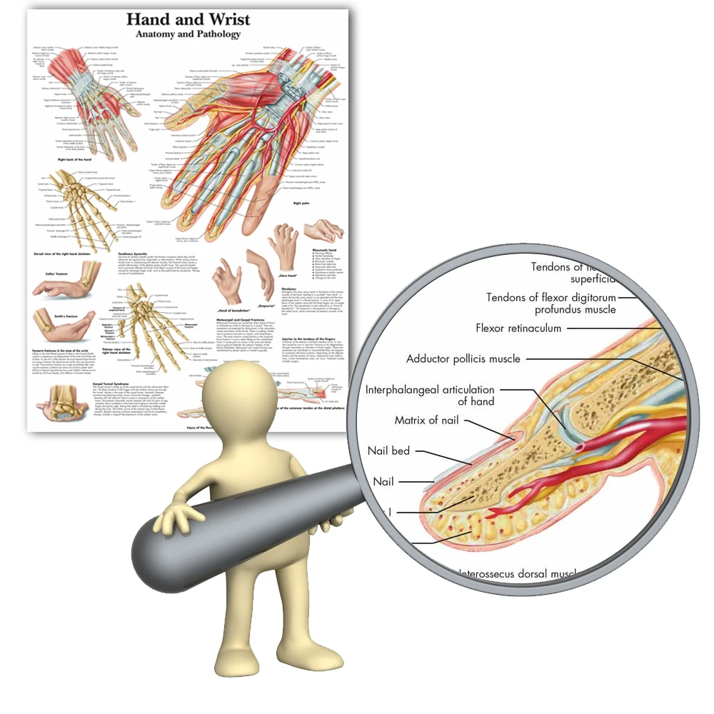 Online Anatomie Hand Handgelenk Bilder Anatomischen Charts Poster Anatomie Arm Bein Leinwand Druck Wand Bilder Medizinische Bildung Office Home