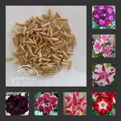 10 шт. 100% свежий Настоящее адениум тучный semillas-бонсай Desert Rose Цветок завод Sementes