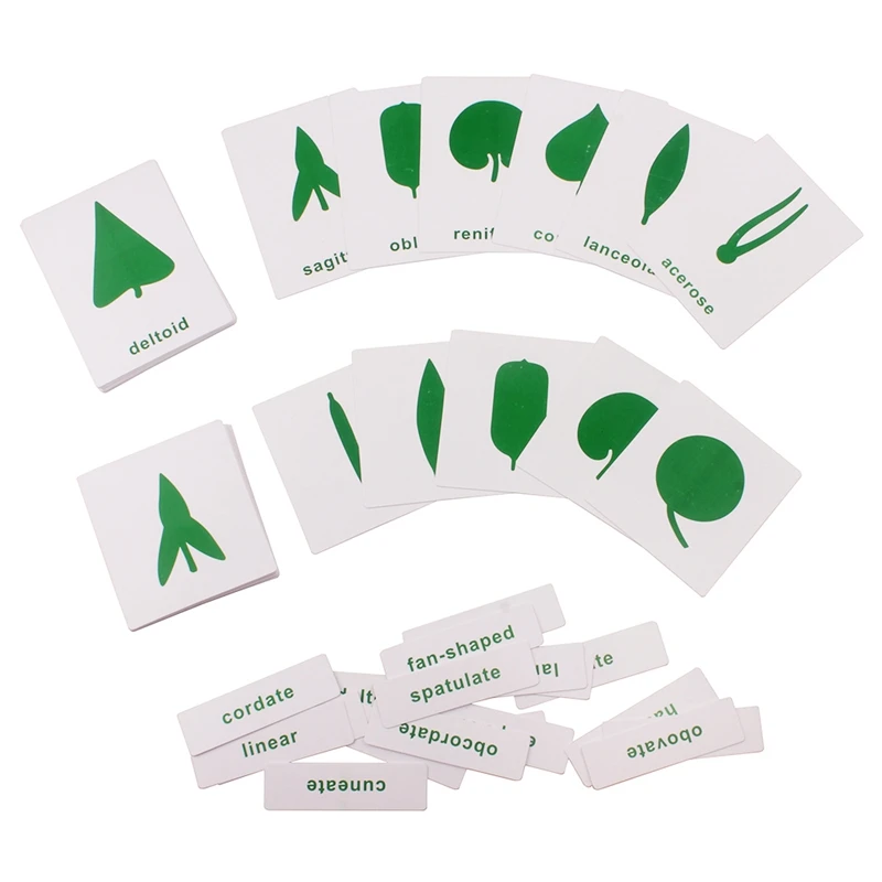 

Montessori Science Toys Biology Leaf Shape Cards PVC Materials Leaf English Reference Card Leaves Recognition Teaching Aids Toy