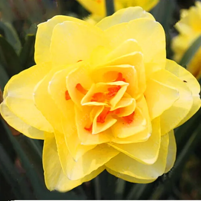 MultiVarieties Daffodil Seeds, 100pcs/pack