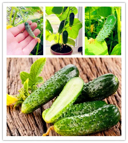

Best-Selling 20Pcs/Bag Cucumber Plant Mini Cucumber Organic Fruit Plant Easy To Grow Nutritious Potted Bonsai Vegetables Plant