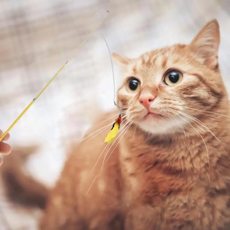 6 шт./компл. кошачья палочка пластиковая забавная Выдвижная Прорезыватель Интерактивная палочка игрушки с сменной головкой игрушки для котов