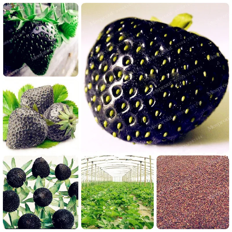 

Rare Black Strawberry Bonsai Healthy Fresh Exotic Bonsai Good Taste Fruits Easy Care Bonsai Plants For Home Garden 500 Bonsai