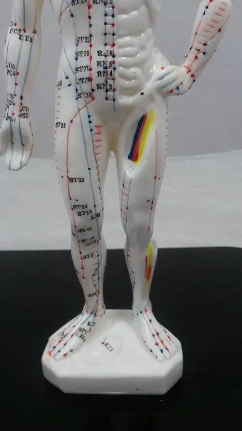 26 см человеческого тела Модель точечной акупунктуры ПВХ человека модель скелета, черепа для уплотнения анатомическая исследование Дисплей модель
