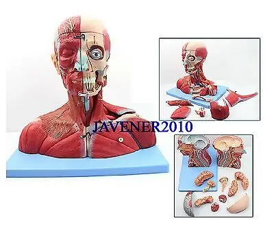 

Human Anatomical Anatomy Head-and-Neck Medical Model Median Sagittal Section