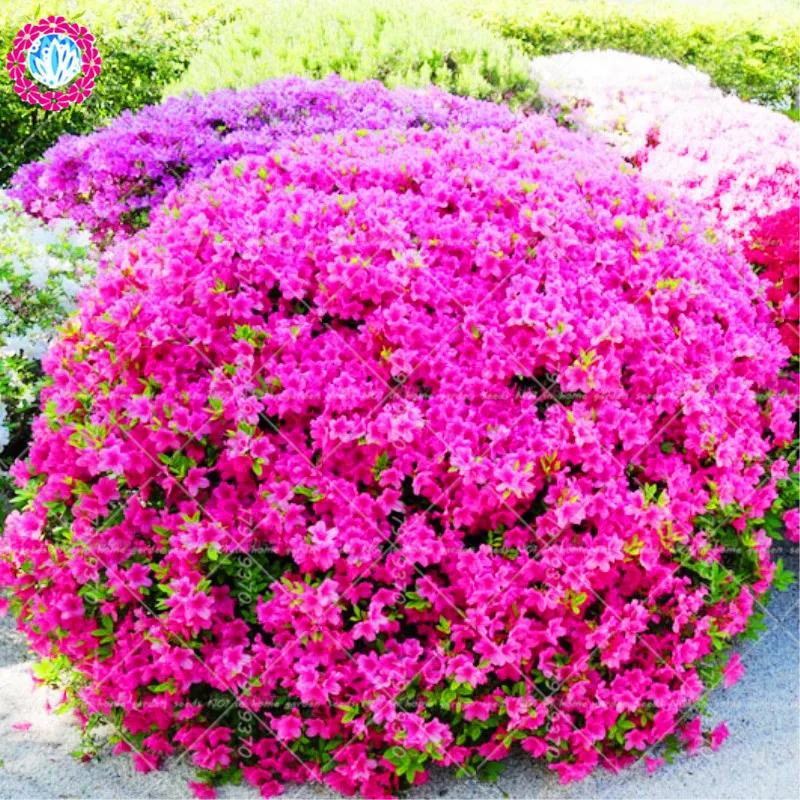 

100pcs Sims Azalea Rhododendron simsii bonsai tree flower perennial Evergreen shrub plants DIY Home garden