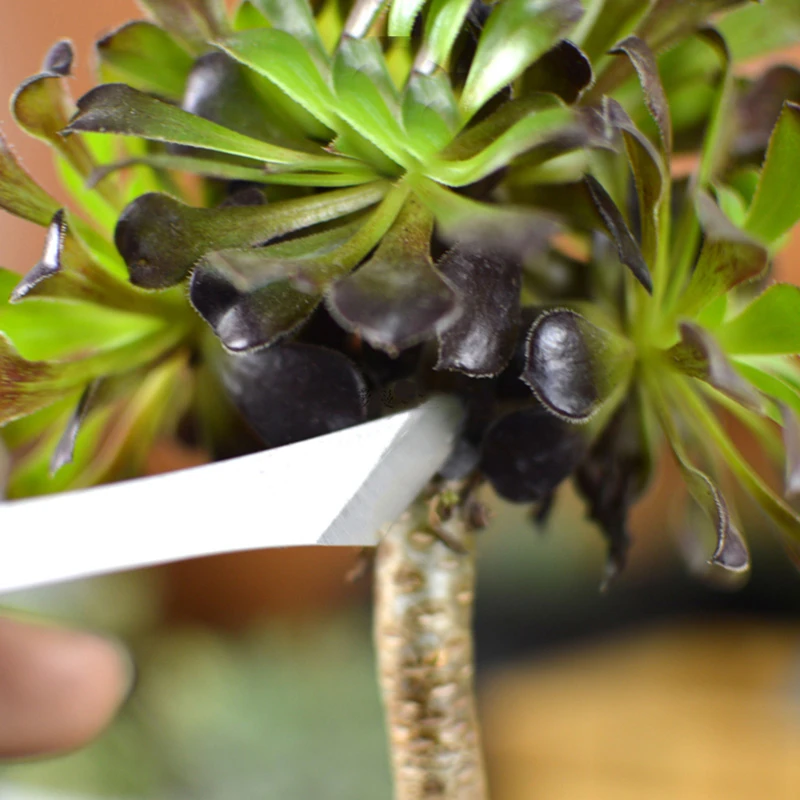 2pcs-set-Bonsai-tools-stainless-steel-succulent-plants-Pruning-knife-Cuttings-transplant-Pruning-tools (3)