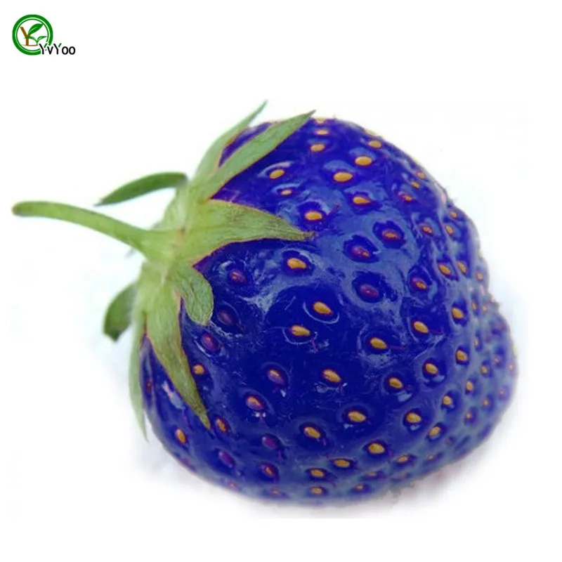 

100 PCS/bag Blue Strawberry plant delicious Fruit flores Patio Garden Strawberry mini bonsai home garden