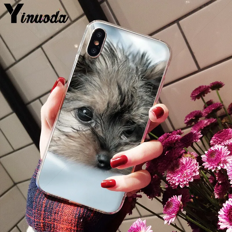 Yorkshire terrier dog