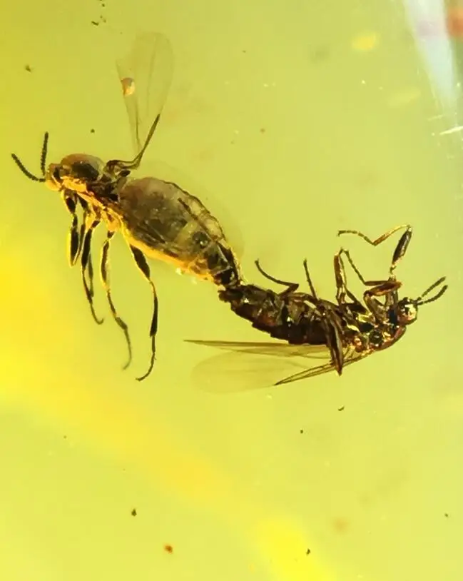 

Rare mating Empididae flies Untreated burmite Myanmar Amber insect 100 million years lynx stone from dinosaurs age Cretaceous