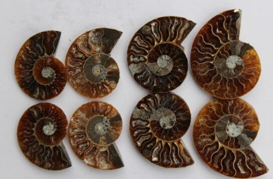 

four pairs Natural conch polished Jade Pattern Ammonite Fossil Madagascar
