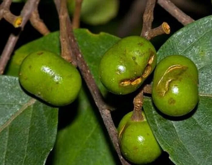 

High Quality Pygeum Africanum Extract With7.0%Beta sitosterol