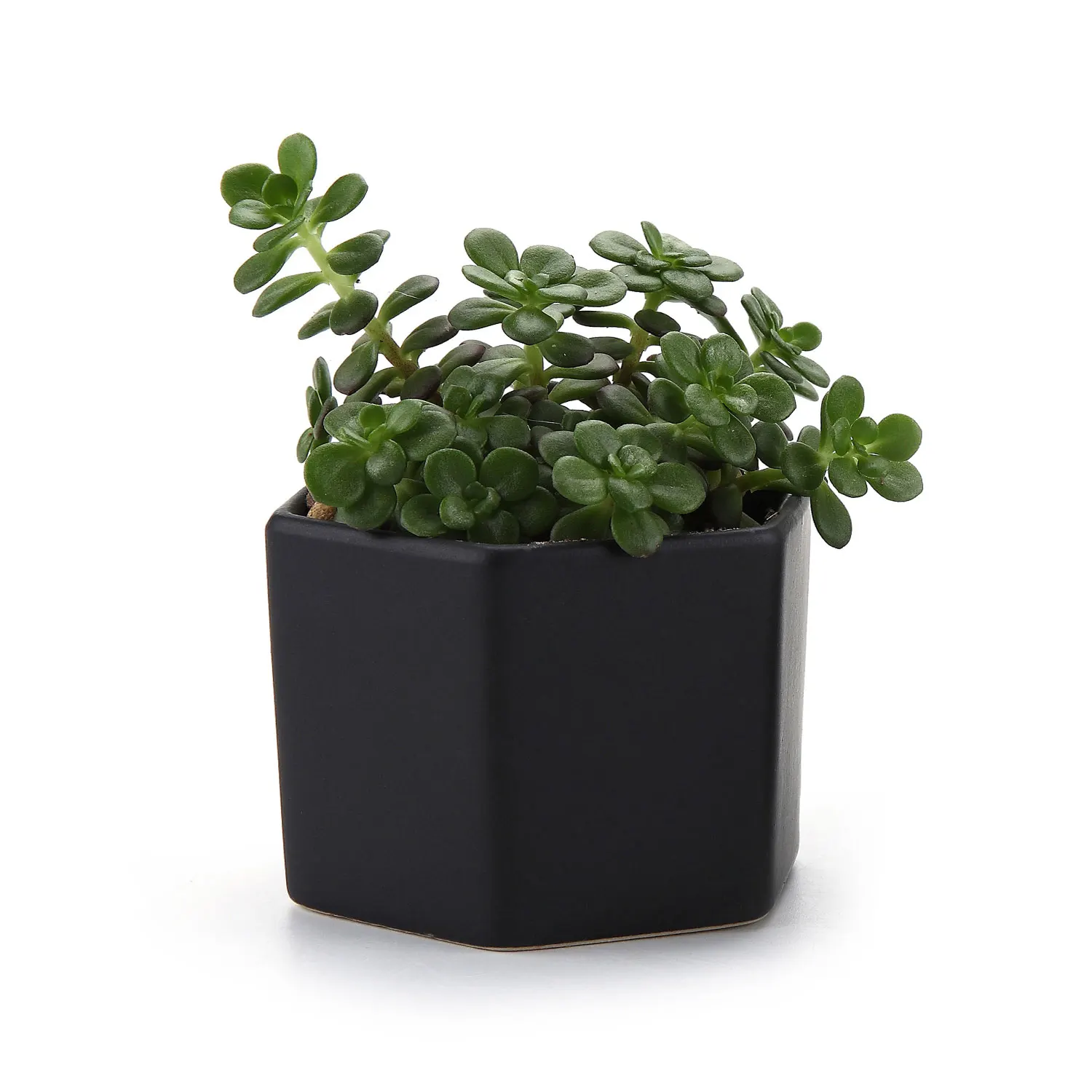 

T4U 2.75 Inch Ceramic Six Sizes Semi Luster Surface succulent Cactus Plant Pot Flower Pot/Container/Planter Matte Black