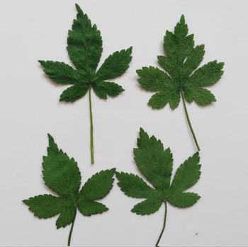 

120pcs Green Pressed Dried Strawberry Leaf Leaves Plant Herbarium For Jewelry Postcard Phone Case Craft Making Accessories