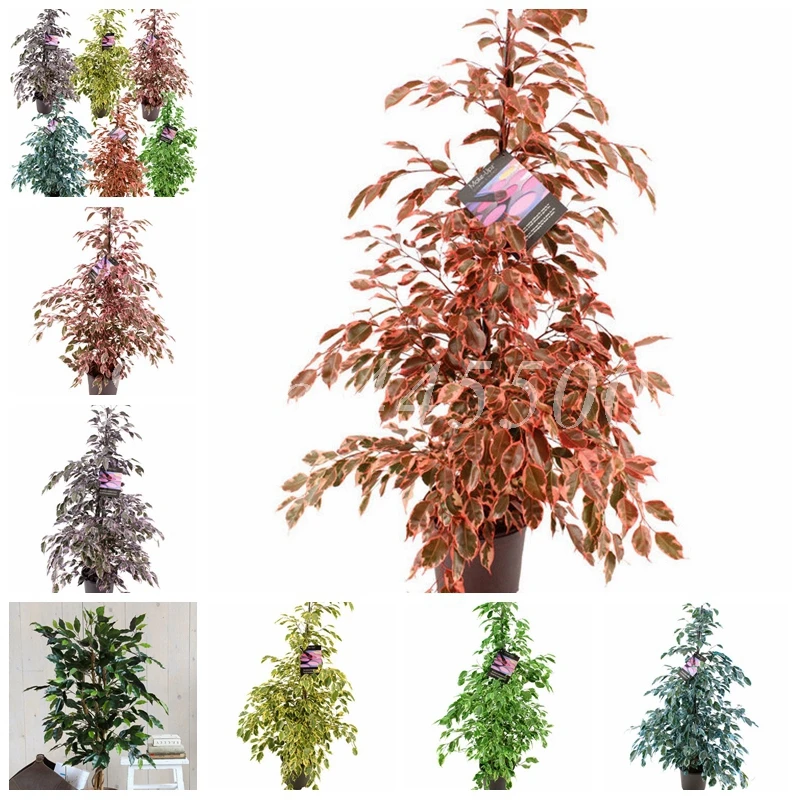 

10 pcs Mini Ficus Banyan Tree High Quality Bonsai Forest Shrub Fast Growing Garden Home Natural Growth Tropical Ornaments Plants