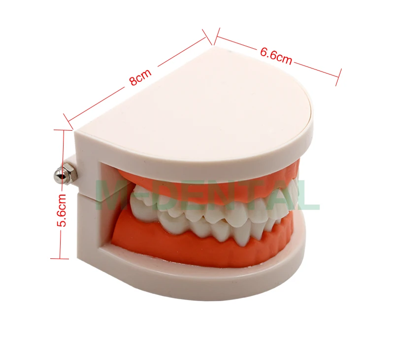 1 шт. зубная модель, стандартный стоматологический обучающий инструмент, демонстрационный инструмент, Стоматологическая модель, Стоматологическая модель, Студенческая Модель для обучения