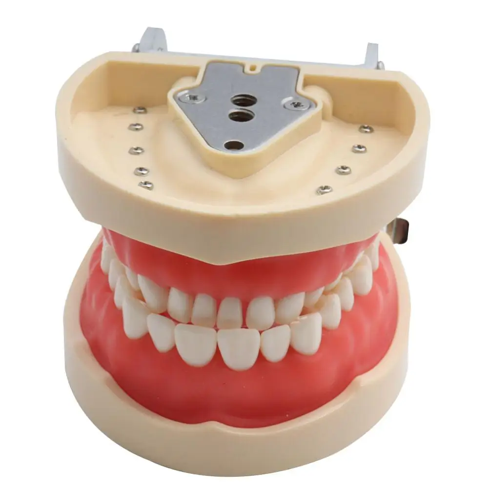 

Dental Teaching Model Standard Dental Typodont Model Demonstration With Removable Teeth 200H
