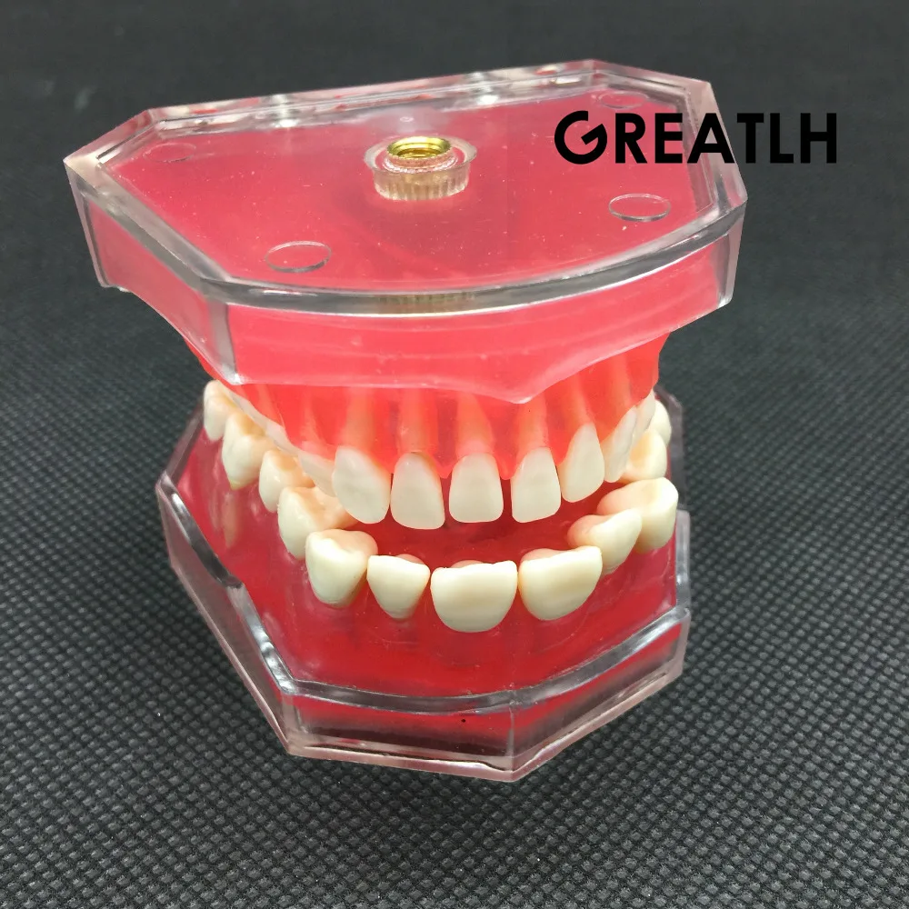 Dental Standard Model with Removable Teeth #4004 01 Dental Study Teach Teeth Model - 32795044564