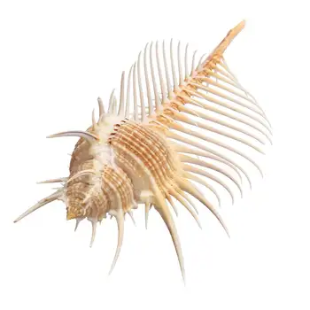

90-100mm Large Comb Specimen Indian Ocean Sea Beach Shell Conch Specimen Model School Educational Biology Teaching Model Sample