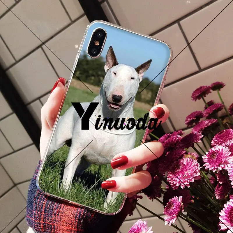 bullterrier bull terrier dog