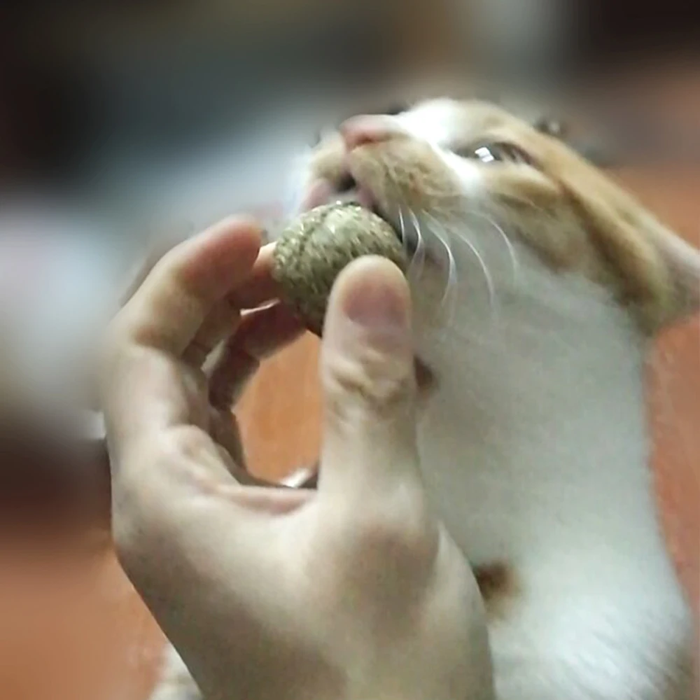 Мяч из кошачьей мяты натуральная кошачья мята чистка зубов игры жевательные игрушки товары для домашних животных