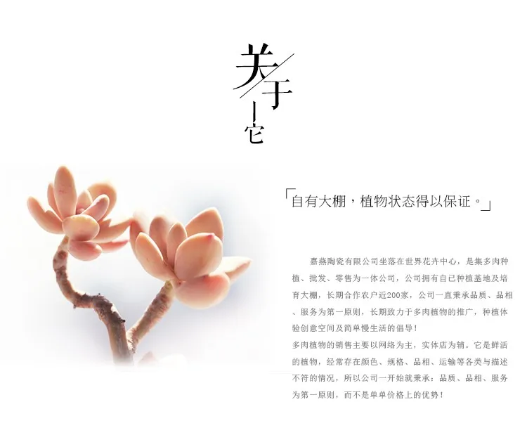JIAYAN цветочные горшки для украшения дома Lotus Shap бонсай имеют отверстие для поглощения дышащих растений
