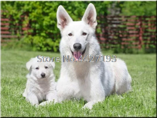 White Swiss Shepherd Dogs Diy Diamond Painting Cross Stitch Square Embroidery Mosaic Kits Home Decoration | Дом и сад