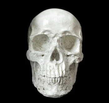 

1:1 Human Skull brain Resin Replica Medical Model Life size anatomy skeleton dental anatomical brain anatomia Exploded skull